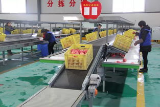 果业成了黄陵的富民产业 黄陵县大力推进苹果产业后整理工作纪实 五